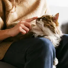Kategorie Tiergesundheit bei DocMorris